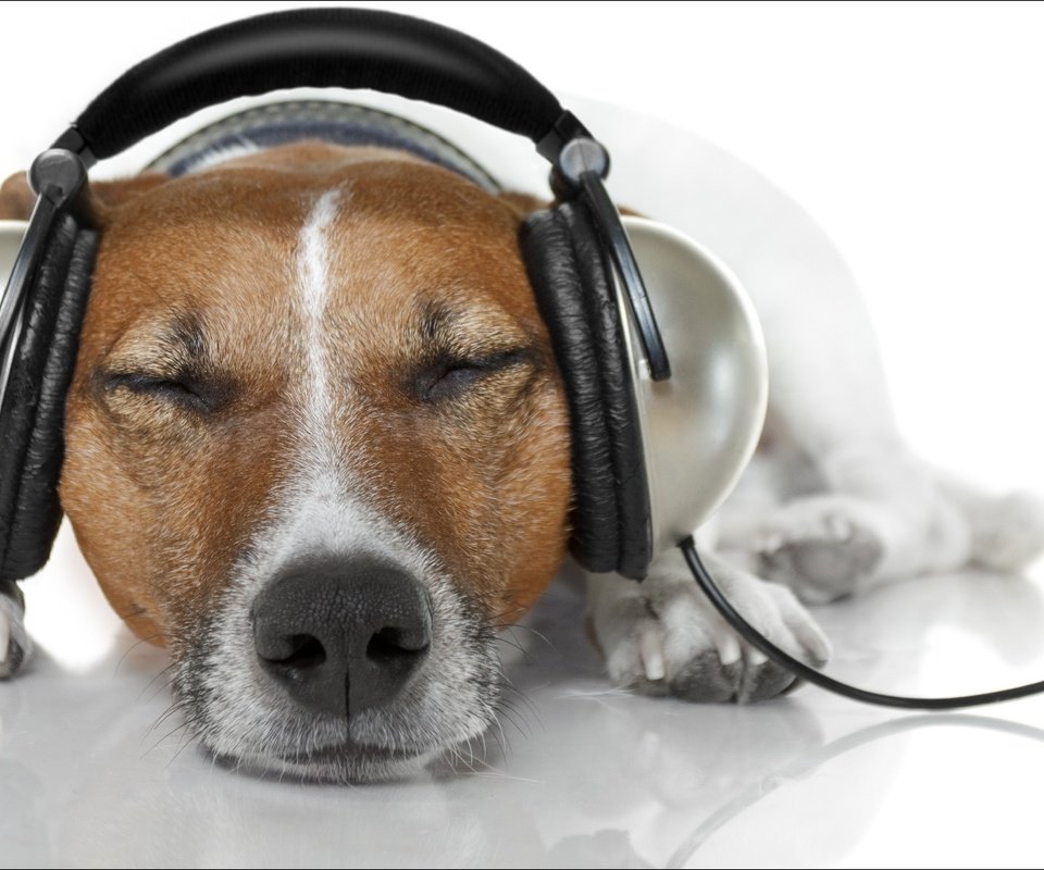 Обои музыка, собака, наушники, джек-рассел-терьер, music, dog, headphones, jack russell terrier разрешение 1920x1080 Загрузить