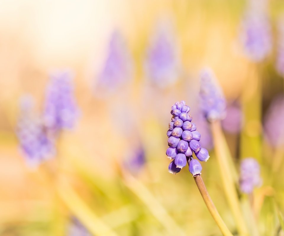 Обои свет, цветы, природа, мускари, light, flowers, nature, muscari разрешение 3911x2607 Загрузить