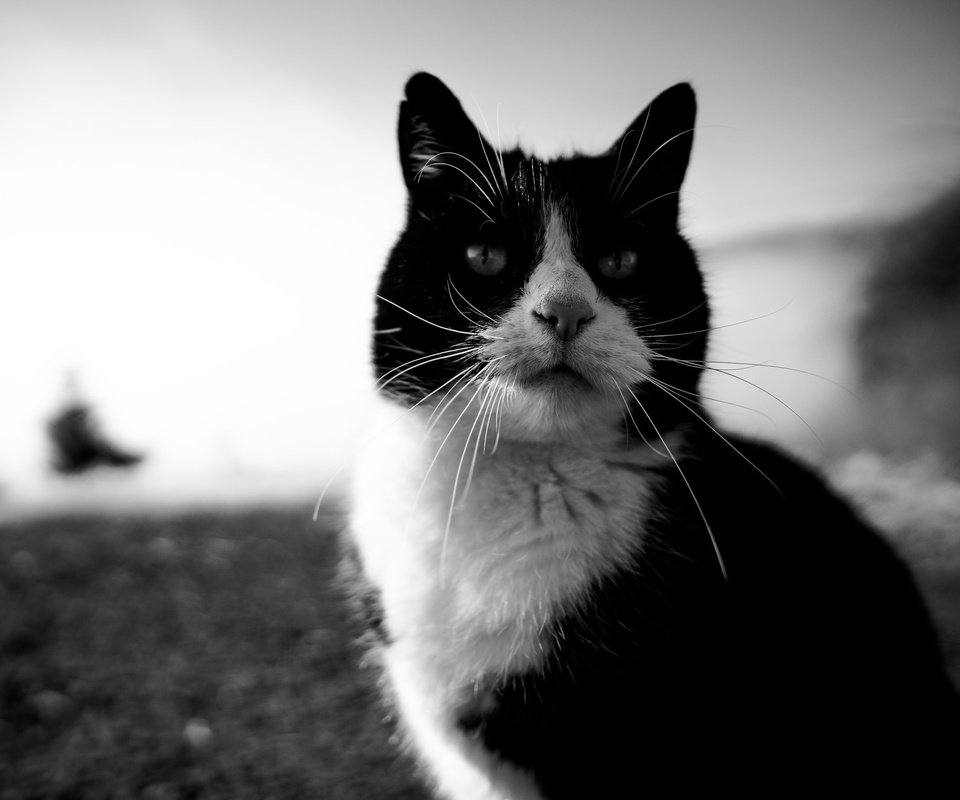 Обои глаза, кот, усы, кошка, взгляд, чёрно-белое, eyes, cat, mustache, look, black and white разрешение 2048x1365 Загрузить