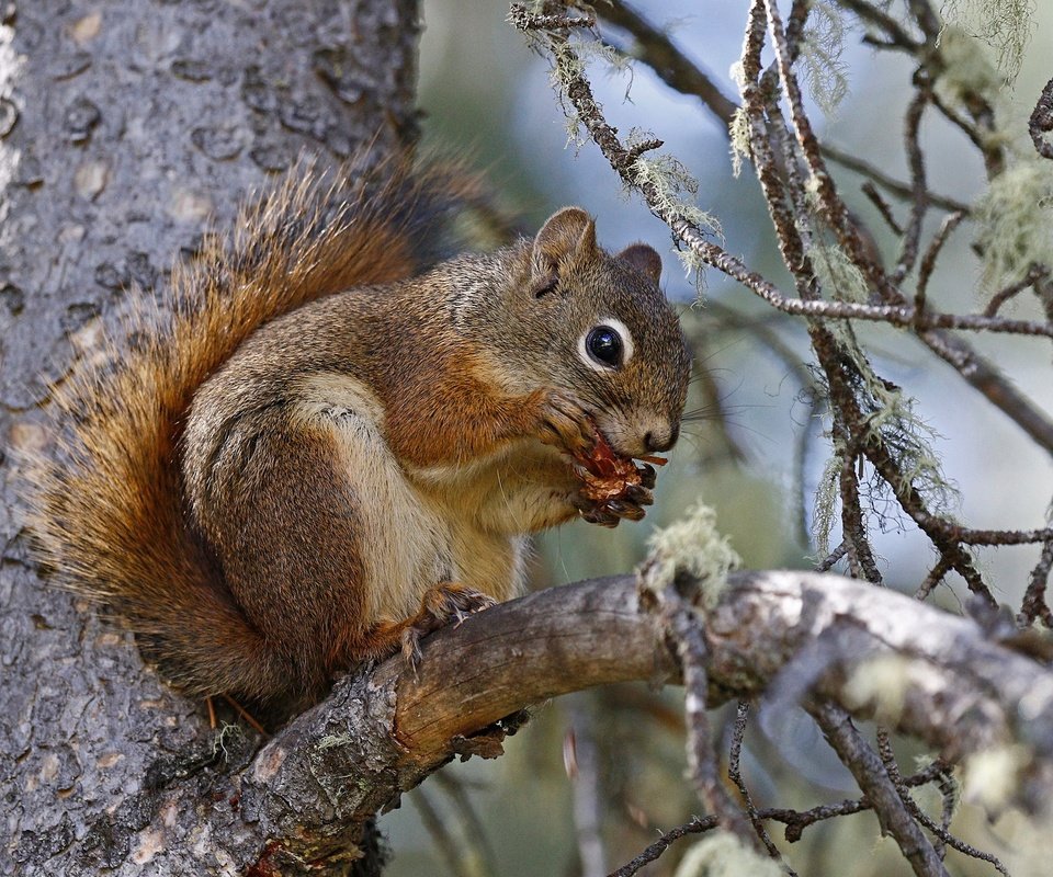 Обои ветка, природа, дерево, белка, хвост, белочка, грызун, branch, nature, tree, protein, tail, squirrel, rodent разрешение 2048x1302 Загрузить