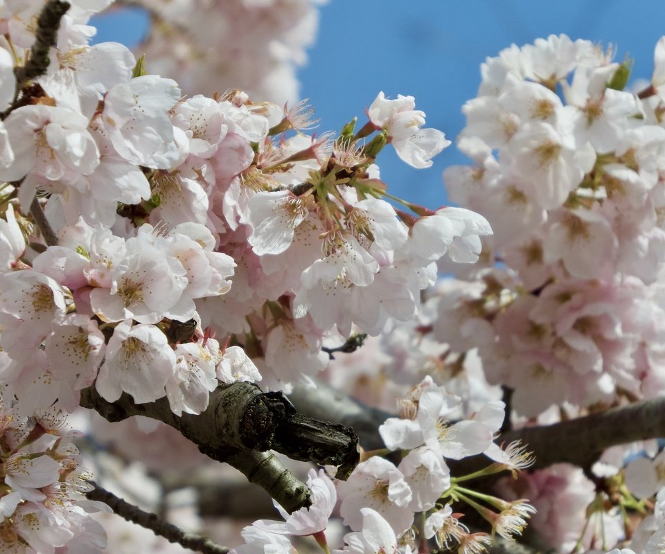 Обои цветение, ветки, весна, сакура, flowering, branches, spring, sakura разрешение 2048x1536 Загрузить