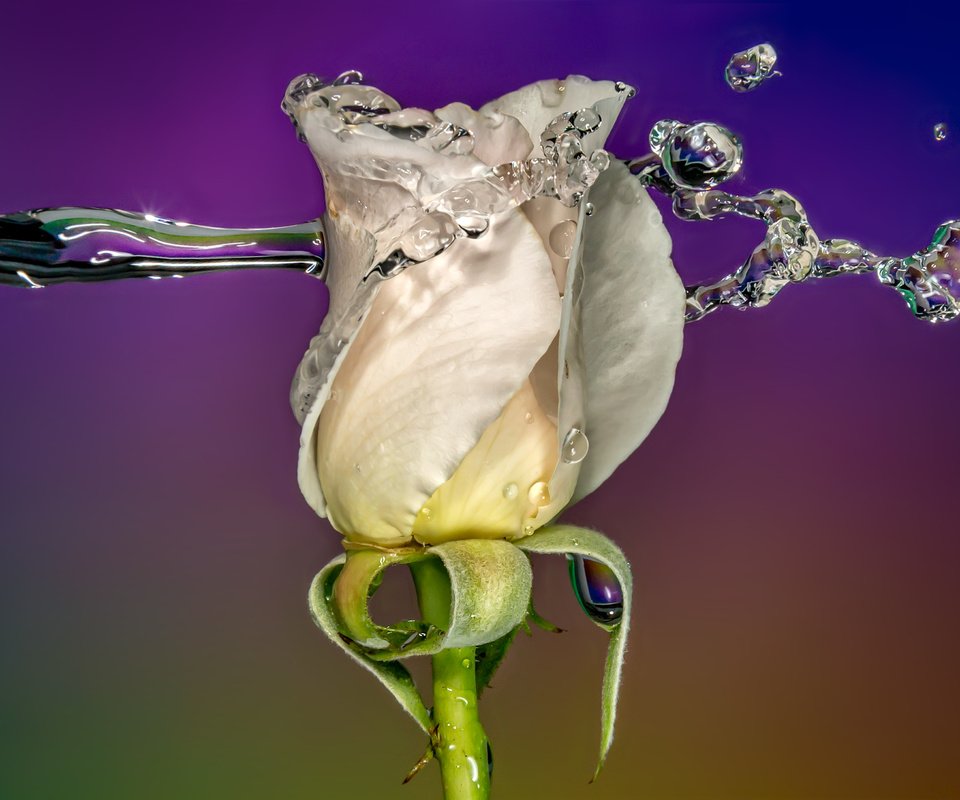 Обои вода, sophiaspurgin, фон, цветок, капли, роза, бутон, всплеск, белая, water, background, flower, drops, rose, bud, splash, white разрешение 3813x2542 Загрузить