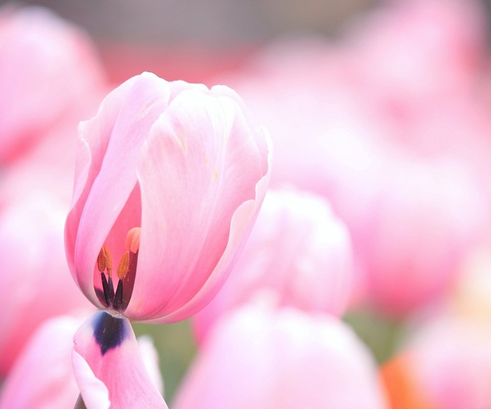 Обои цветы, бутоны, лепестки, тюльпаны, розовые, нежные, flowers, buds, petals, tulips, pink, gentle разрешение 1920x1200 Загрузить