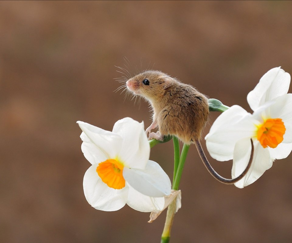 Обои цветок, мышь, животное, хвост, нарцисс, грызун, flower, mouse, animal, tail, narcissus, rodent разрешение 1920x1226 Загрузить