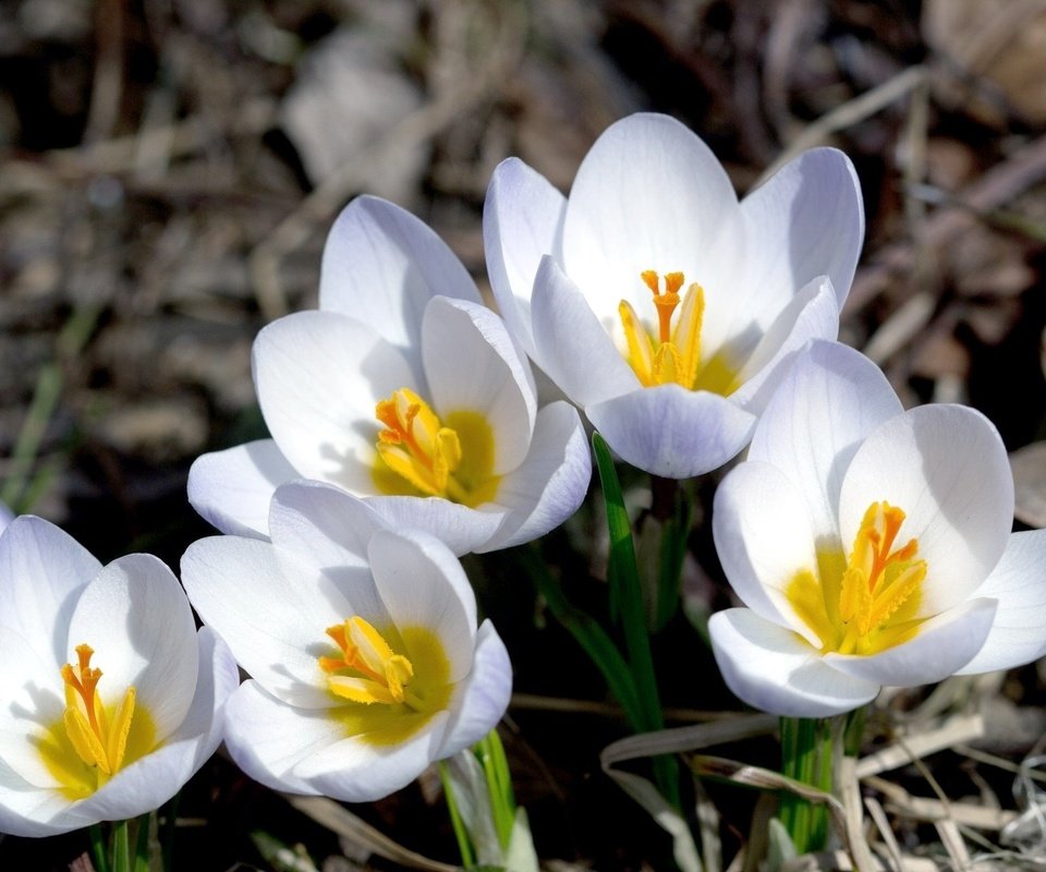 Обои цветы, макро, лепестки, весна, крокусы, flowers, macro, petals, spring, crocuses разрешение 2048x1335 Загрузить