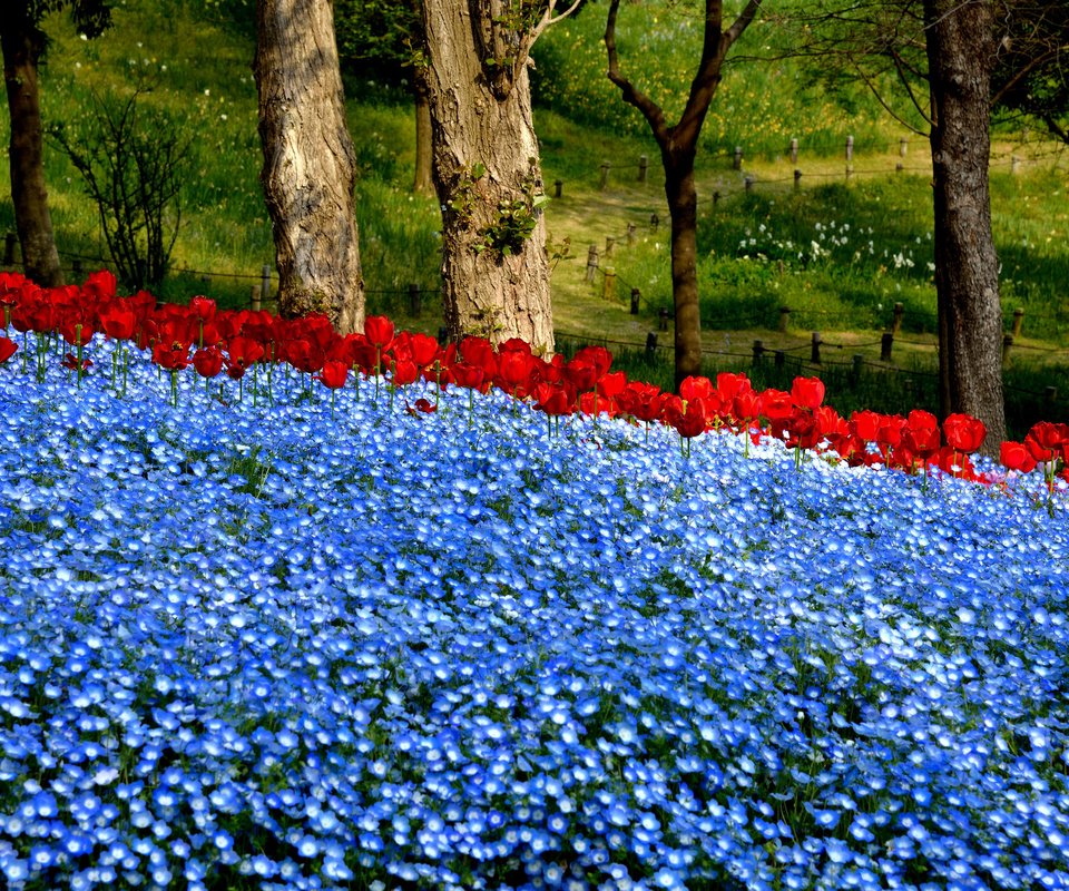 Обои цветы, деревья, природа, парк, flowers, trees, nature, park разрешение 2048x1395 Загрузить