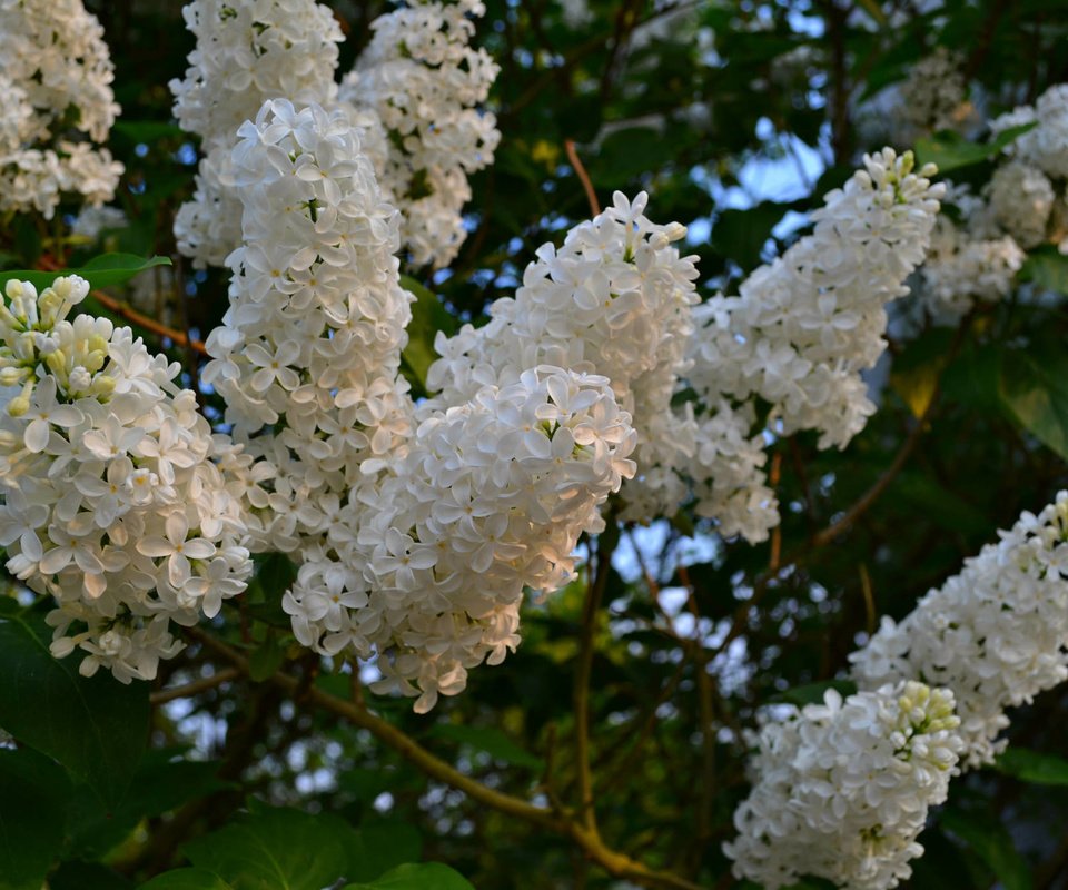 Обои цветы, цветение, весна, белая, сирень, flowers, flowering, spring, white, lilac разрешение 2048x1365 Загрузить