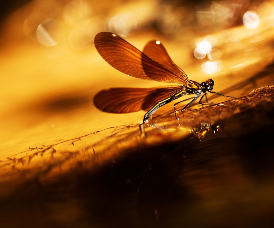 Обои насекомое, фон, крылья, блики, стрекоза, травинка, insect, background, wings, glare, dragonfly, a blade of grass разрешение 2048x1306 Загрузить