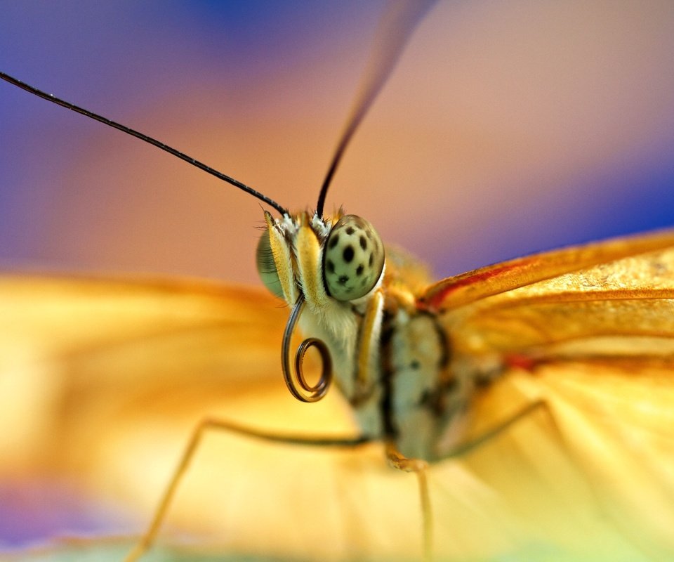 Обои глаза, насекомое, бабочка, крылья, eyes, insect, butterfly, wings разрешение 2560x1438 Загрузить