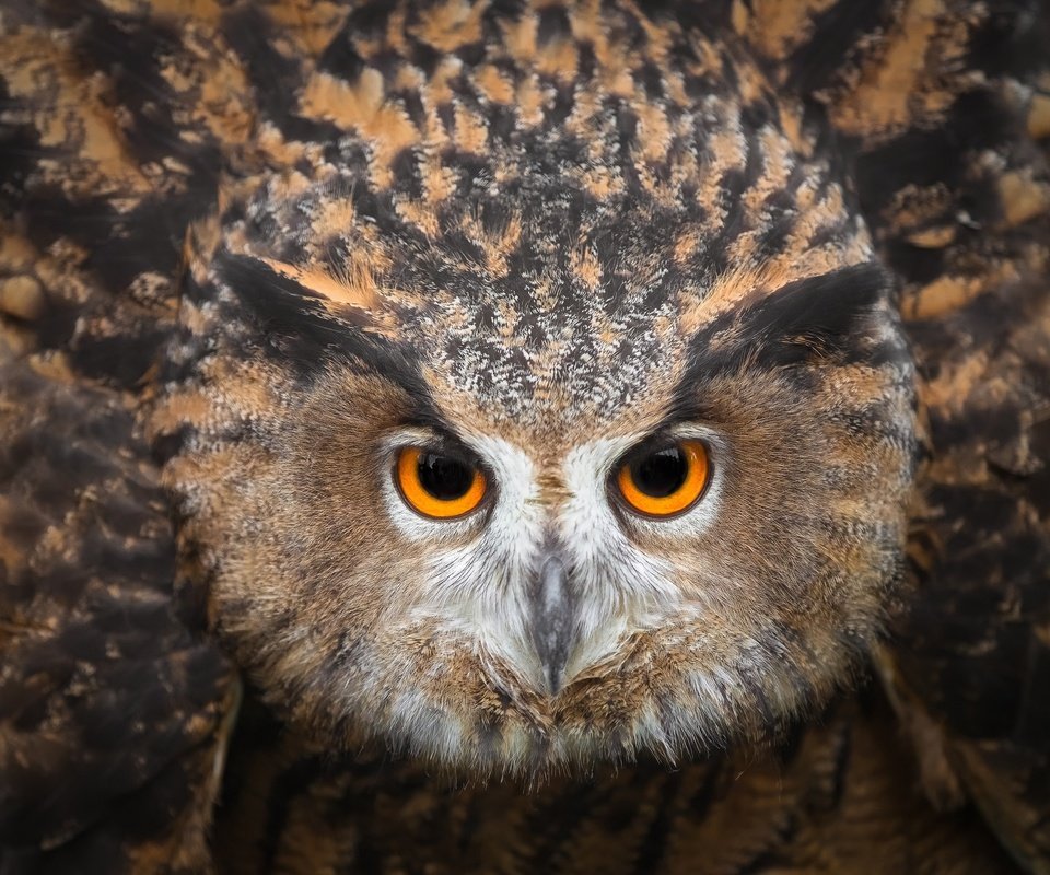 Обои глаза, сова, смотрит, птица, клюв, перья, eyes, owl, looks, bird, beak, feathers разрешение 2500x1786 Загрузить