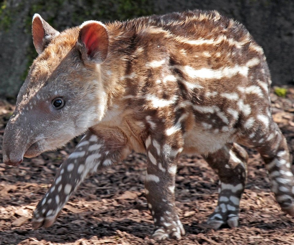 Обои лапы, пятна, животное, нос, тапир, paws, spot, animal, nose, tapir разрешение 2043x1362 Загрузить