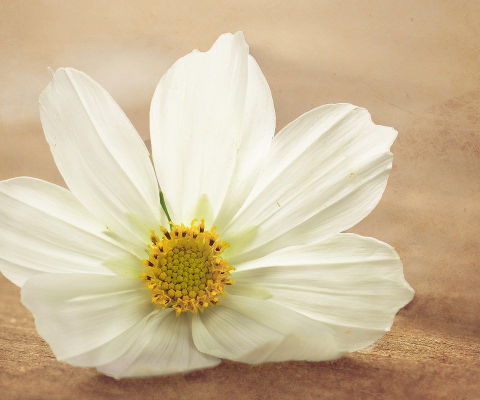 Обои макро, цветок, белый, тычинки, космея, macro, flower, white, stamens, kosmeya разрешение 1920x1200 Загрузить