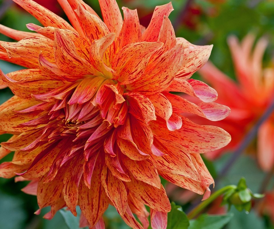 Обои макро, цветок, лепестки, оранжевый, георгин, macro, flower, petals, orange, dahlia разрешение 3747x2107 Загрузить