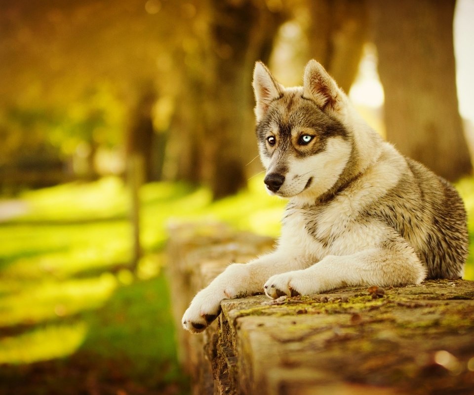 Обои морда, лапы, осень, собака, хаски, face, paws, autumn, dog, husky разрешение 2048x1263 Загрузить