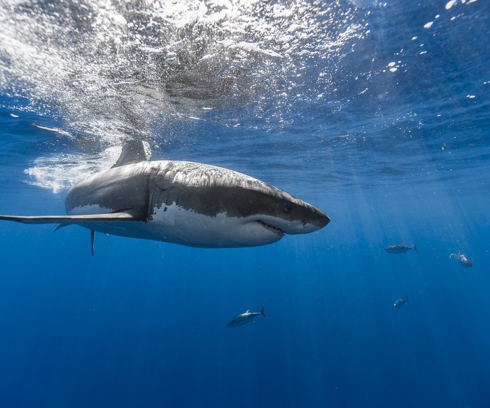 Обои море, рыбы, рыба, акула, подводный мир, sea, fish, shark, underwater world разрешение 2560x1707 Загрузить