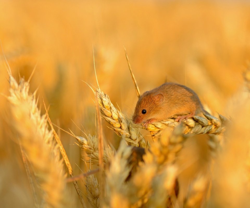 Обои поле, колосья, пшеница, мышь, маленькая, зерно, колосок, field, ears, wheat, mouse, little, grain, spike разрешение 2048x1340 Загрузить