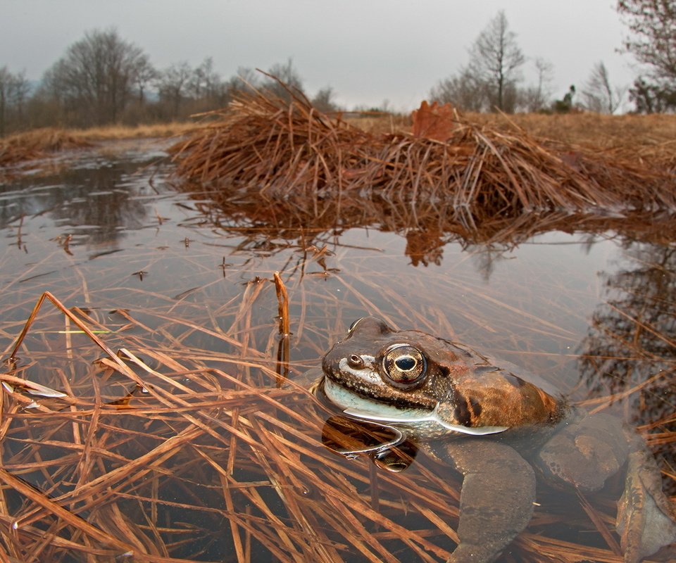 Обои глаза, природа, лапы, взгляд, лягушка, пруд, жаба, eyes, nature, paws, look, frog, pond, toad разрешение 1920x1132 Загрузить