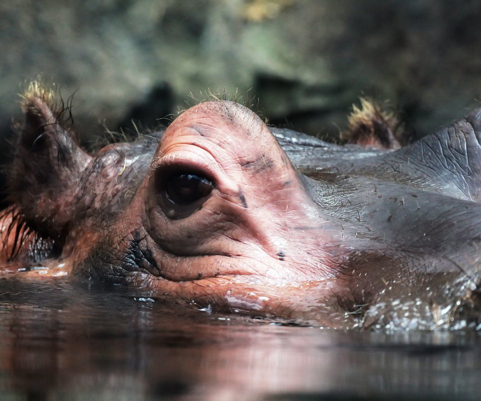 Обои природа, макро, взгляд, уши, бегемот, гиппопотам, nature, macro, look, ears, hippo разрешение 1920x1279 Загрузить