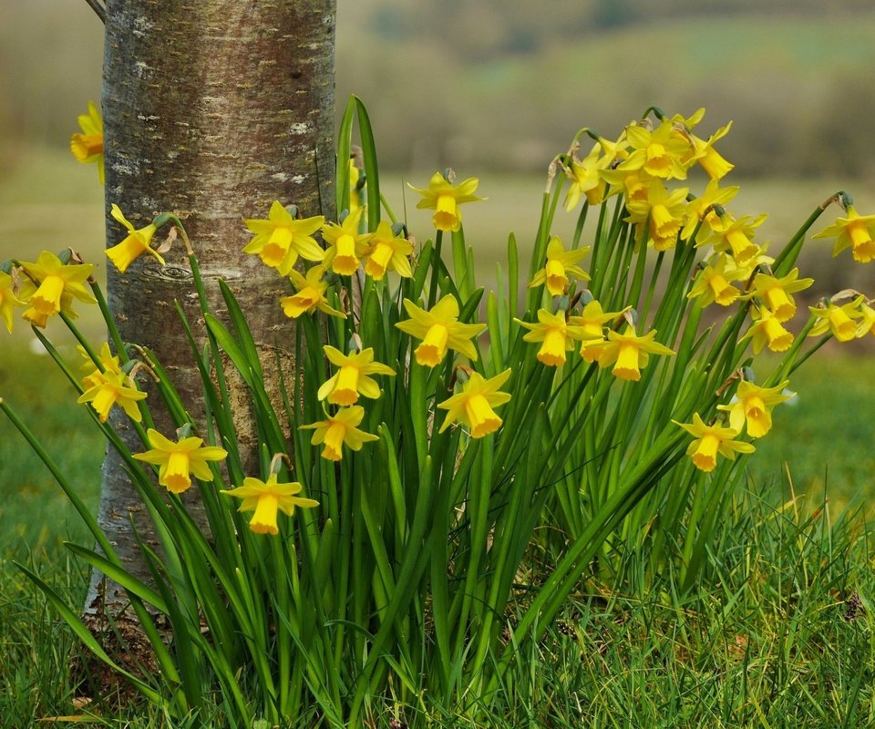 Обои цветы, трава, природа, весна, нарциссы, flowers, grass, nature, spring, daffodils разрешение 1920x1200 Загрузить