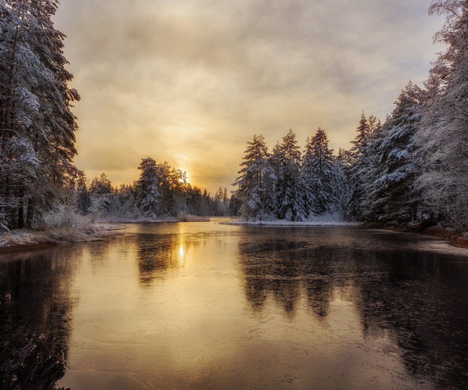 Обои деревья, река, снег, лес, зима, лёд, trees, river, snow, forest, winter, ice разрешение 2560x1707 Загрузить