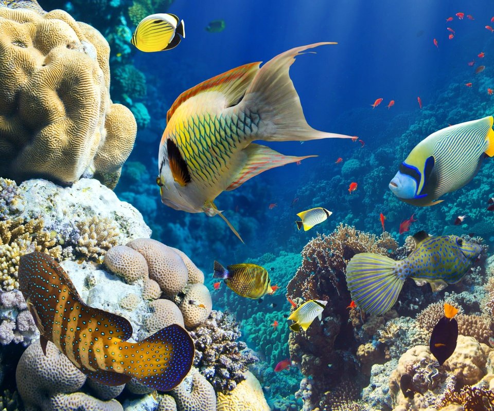 Обои рыбы, океан, кораллы, риф, подводный мир, fish, the ocean, corals, reef, underwater world разрешение 3600x2800 Загрузить