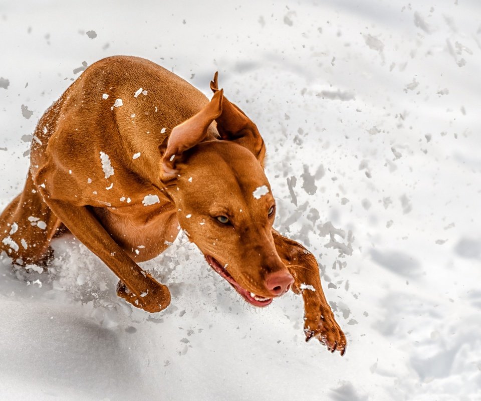 Обои снег, зима, лапы, собака, уши, бег, венгерская выжла, snow, winter, paws, dog, ears, running, vizsla разрешение 2560x1707 Загрузить