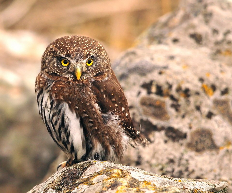 Обои сова, природа, птица, клюв, перья, owl, nature, bird, beak, feathers разрешение 1920x1200 Загрузить