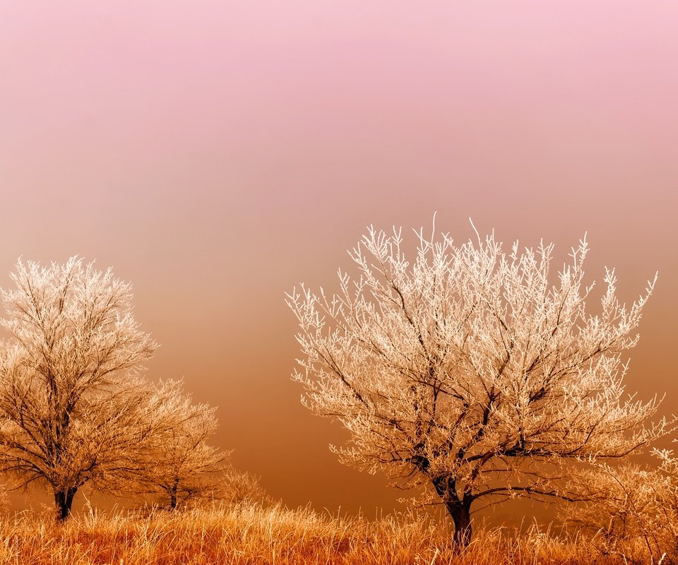 Обои трава, деревья, восход, туман, поле, мороз, иней, grass, trees, sunrise, fog, field, frost разрешение 2201x1467 Загрузить