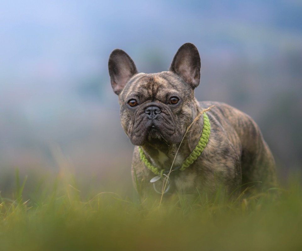 Обои трава, собака, боке, французский бульдог, grass, dog, bokeh, french bulldog разрешение 4858x3036 Загрузить