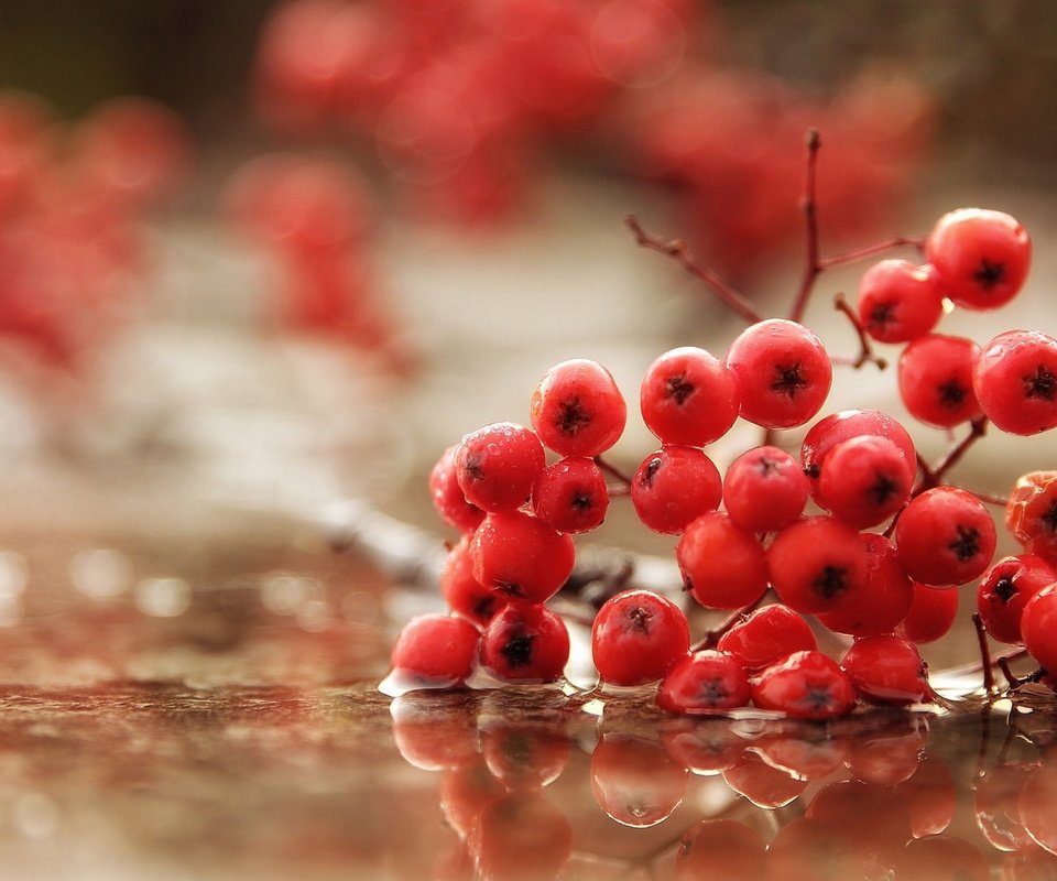 Обои вода, макро, осень, дождь, ягоды, рябина, water, macro, autumn, rain, berries, rowan разрешение 2560x1440 Загрузить