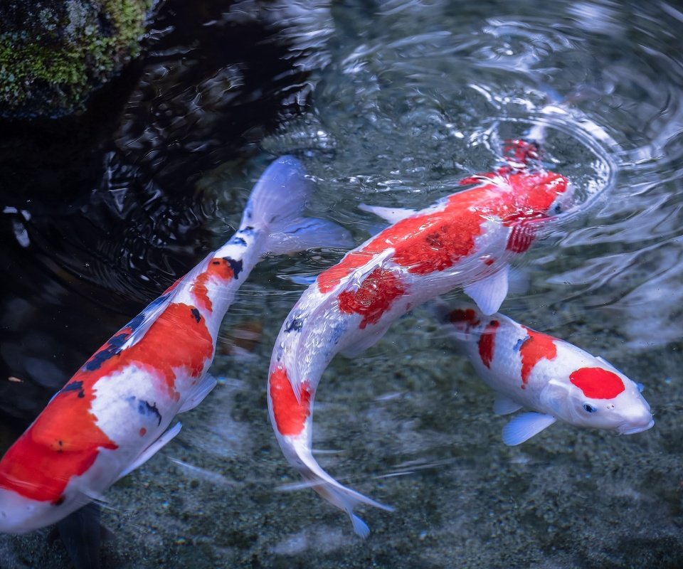 Обои вода, рыбы, пятна, разводы, плавники, японский карп, water, fish, spot, divorce, fins, japanese carp разрешение 2048x1365 Загрузить