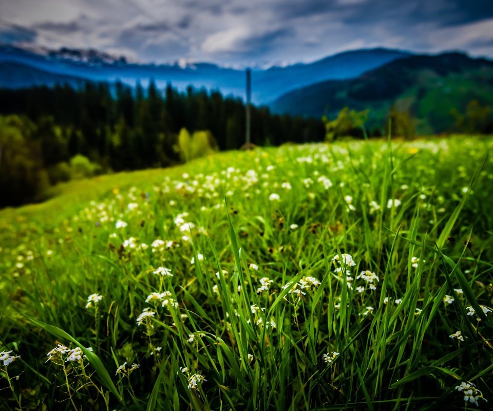 Обои небо, цветы, трава, облака, деревья, горы, cornelia pavlyshyn, the sky, flowers, grass, clouds, trees, mountains разрешение 2560x1709 Загрузить