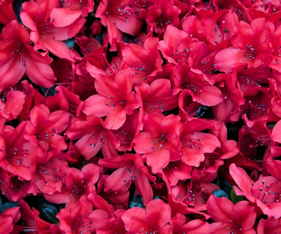 Обои цветы, лепестки, азалия, рододендрон, flowers, petals, azalea, rhododendron разрешение 2048x1281 Загрузить