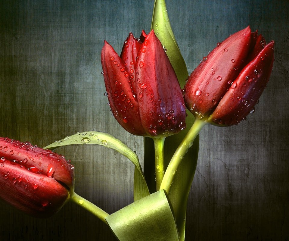 Обои цветы, бутоны, капли, красные, тюльпаны, трио, flowers, buds, drops, red, tulips, trio разрешение 2557x1600 Загрузить