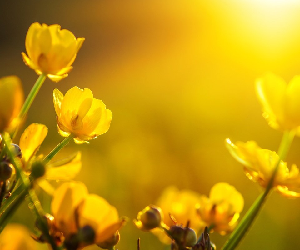 Обои цветы, бутоны, макро, желтые, лютики, flowers, buds, macro, yellow, buttercups разрешение 2555x1600 Загрузить