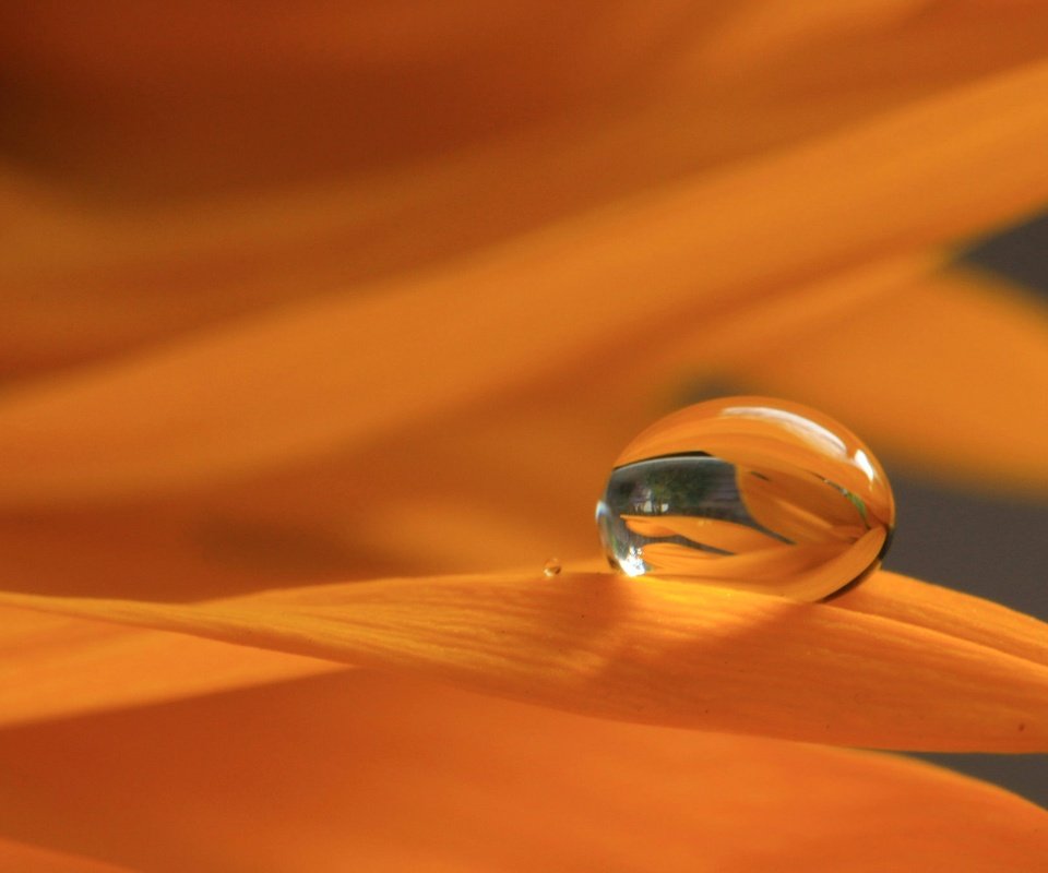 Обои макро, отражение, цветок, роса, капля, лепестки, macro, reflection, flower, rosa, drop, petals разрешение 2048x1365 Загрузить