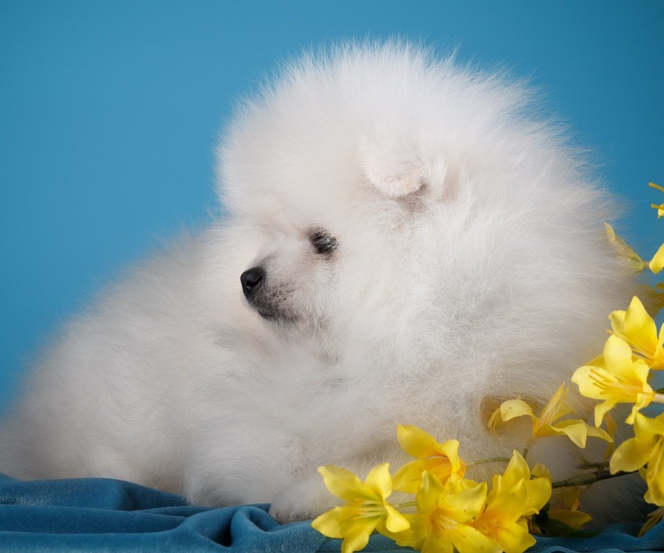 Обои цветы, белый, собака, щенок, милый, шпиц, flowers, white, dog, puppy, cute, spitz разрешение 3000x1955 Загрузить