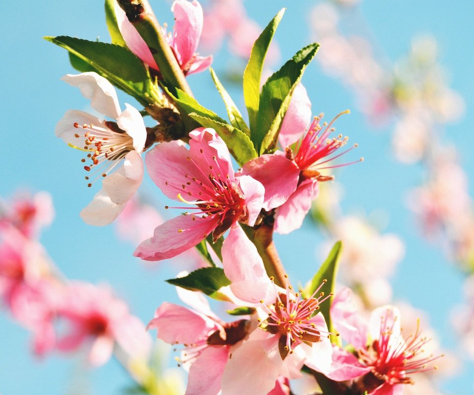 Обои цветы, цветение, макро, весна, ветвь, персиковое дерево, flowers, flowering, macro, spring, branch, peach tree разрешение 4608x3072 Загрузить