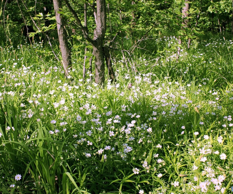 Обои цветы, трава, деревья, зелень, лес, ромашки, flowers, grass, trees, greens, forest, chamomile разрешение 3000x2000 Загрузить