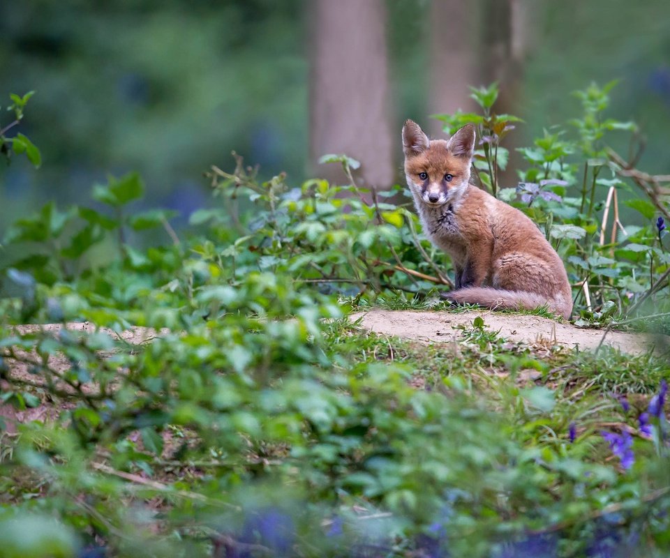 Обои цветы, трава, лиса, колокольчики, лисенок, flowers, grass, fox, bells разрешение 2048x1312 Загрузить