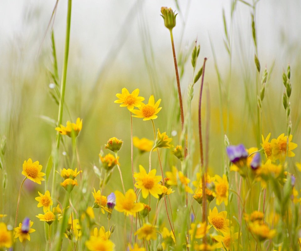 Обои цветы, трава, луг, полевые цветы, боке, flowers, grass, meadow, wildflowers, bokeh разрешение 2048x1362 Загрузить