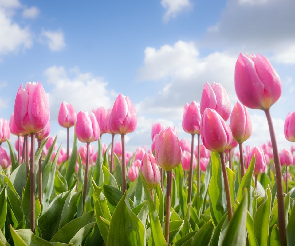 Обои небо, цветы, облака, весна, тюльпаны, розовые, the sky, flowers, clouds, spring, tulips, pink разрешение 2048x1222 Загрузить
