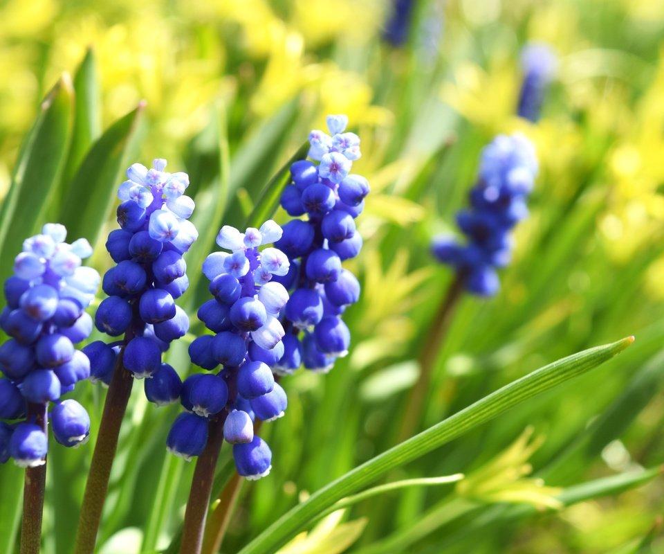 Обои цветы, макро, весна, мускари, виноградный гиацинт, flowers, macro, spring, muscari, grape hyacinth разрешение 6000x4000 Загрузить