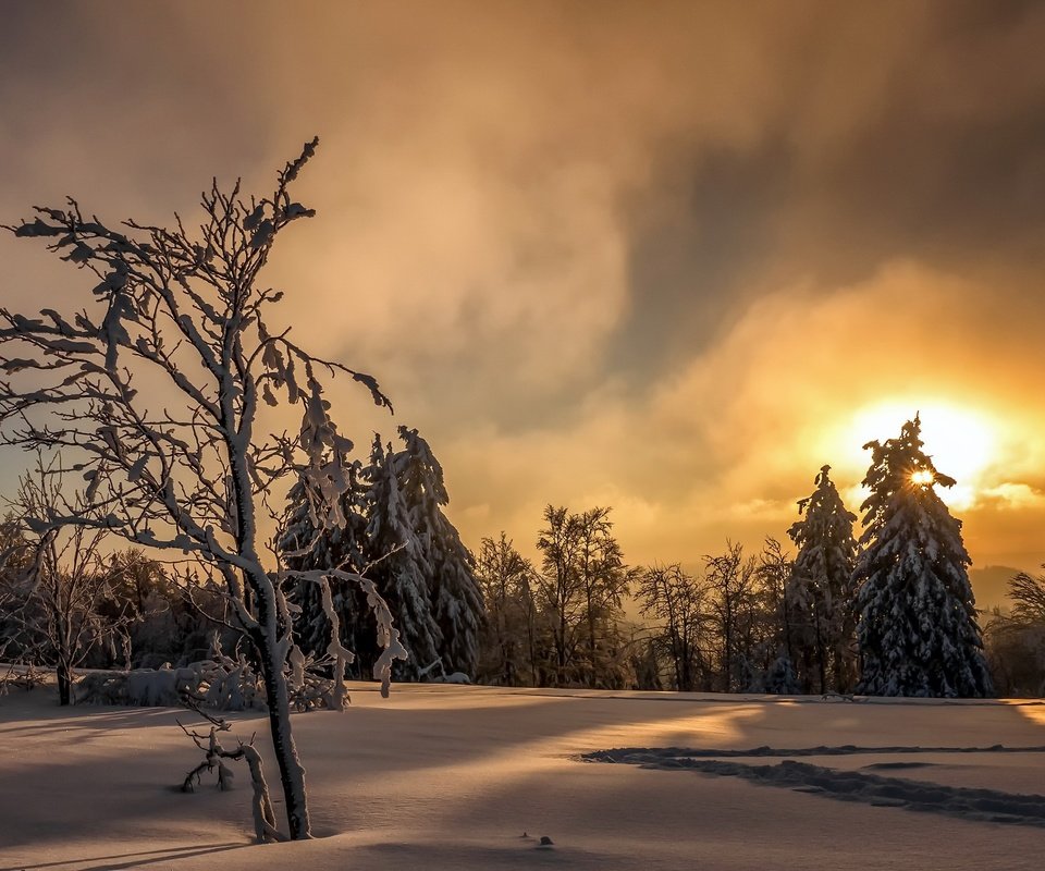 Обои небо, деревья, солнце, снег, лес, закат, зима, следы, the sky, trees, the sun, snow, forest, sunset, winter, traces разрешение 2048x1272 Загрузить