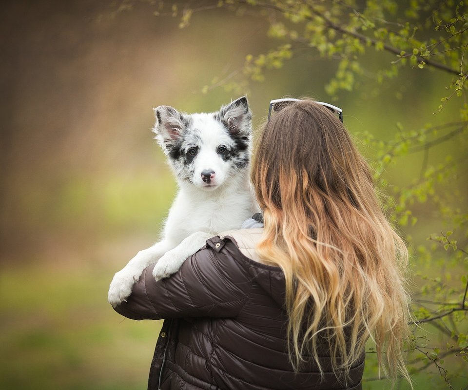 Обои девушка, собака, щенок, волосы, nami, бордер-колли, alicja zmysłowska, girl, dog, puppy, hair, the border collie разрешение 2048x1365 Загрузить