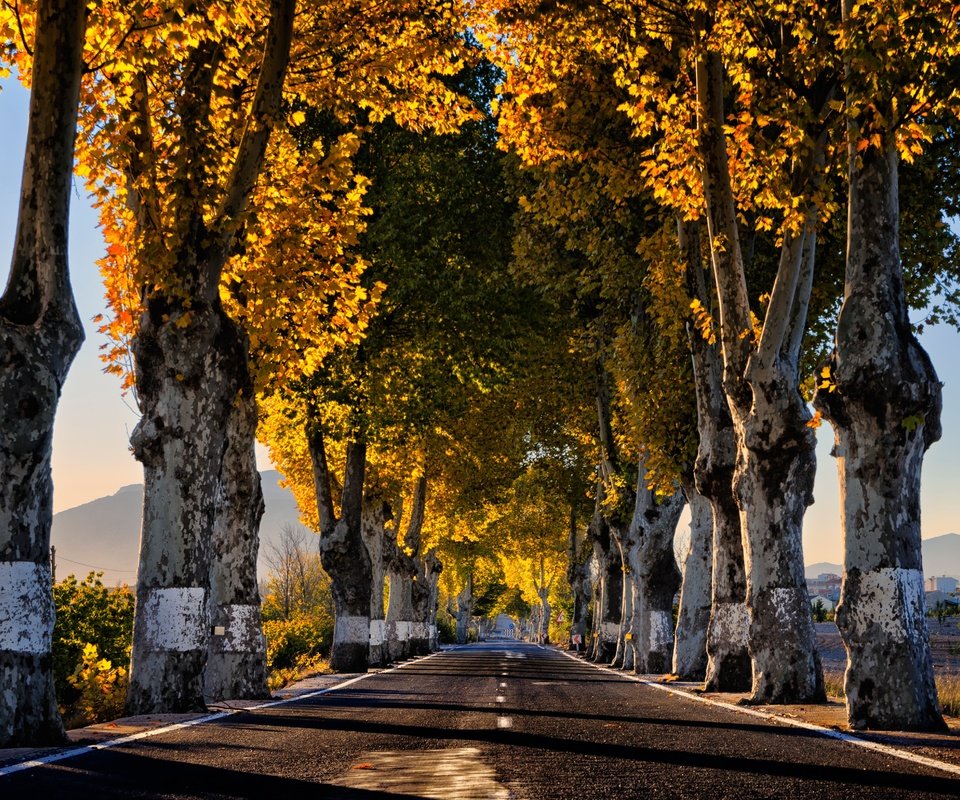 Обои дорога, деревья, утро, осень, road, trees, morning, autumn разрешение 4808x3261 Загрузить