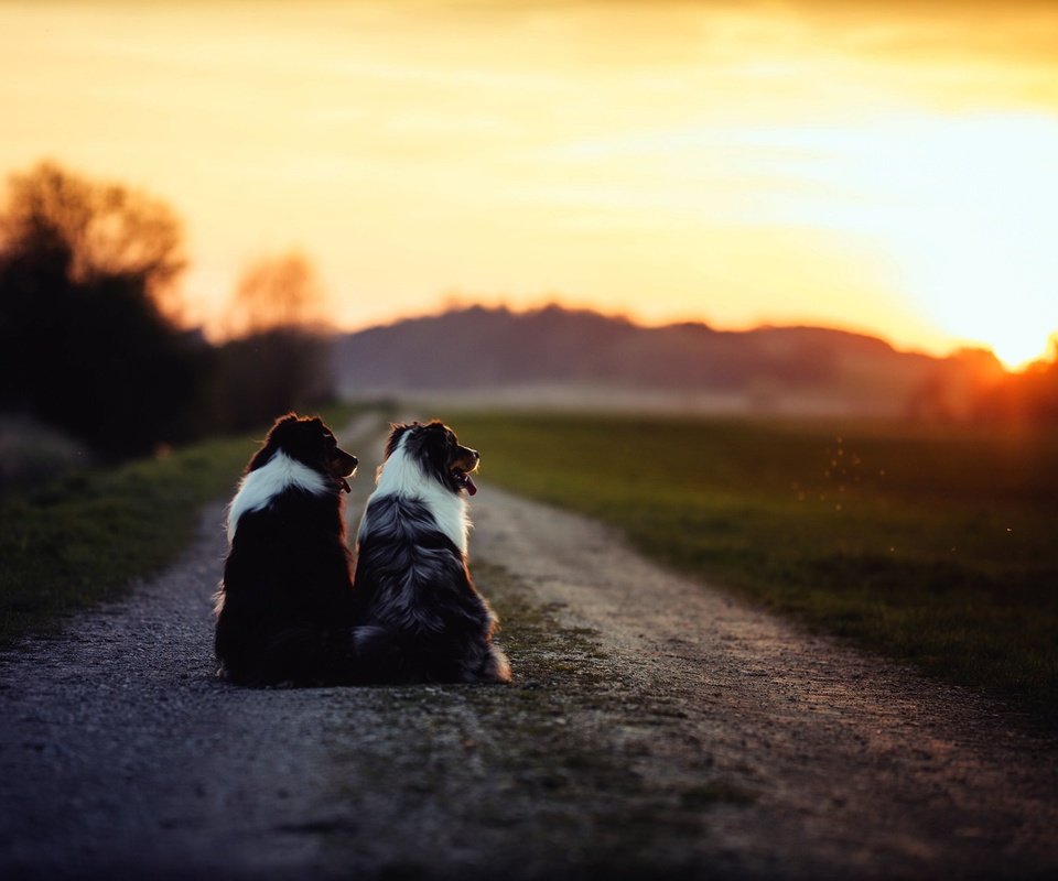 Обои дорога, утро, собаки, бордер-колли, road, morning, dogs, the border collie разрешение 2048x1365 Загрузить