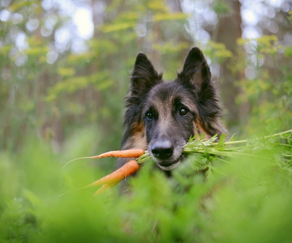 Обои фон, собака, немецкая овчарка, морковка, background, dog, german shepherd, carrot разрешение 2560x1709 Загрузить