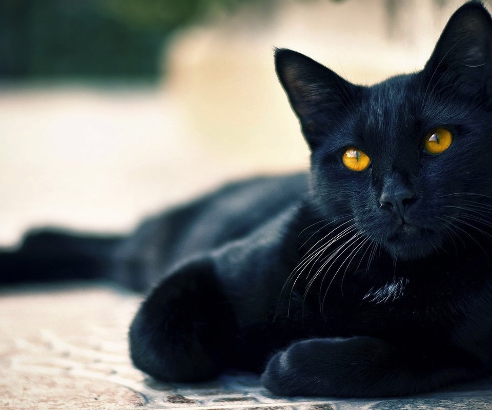 Обои глаза, кот, черный, зеленые, уши, хвост, eyes, cat, black, green, ears, tail разрешение 1920x1080 Загрузить