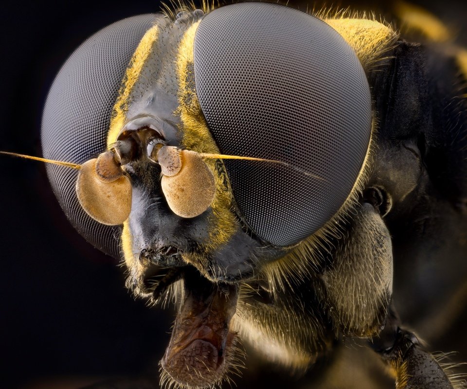 Обои глаза, макро, насекомое, муха, волосики, eyes, macro, insect, fly, hairs разрешение 2555x1600 Загрузить